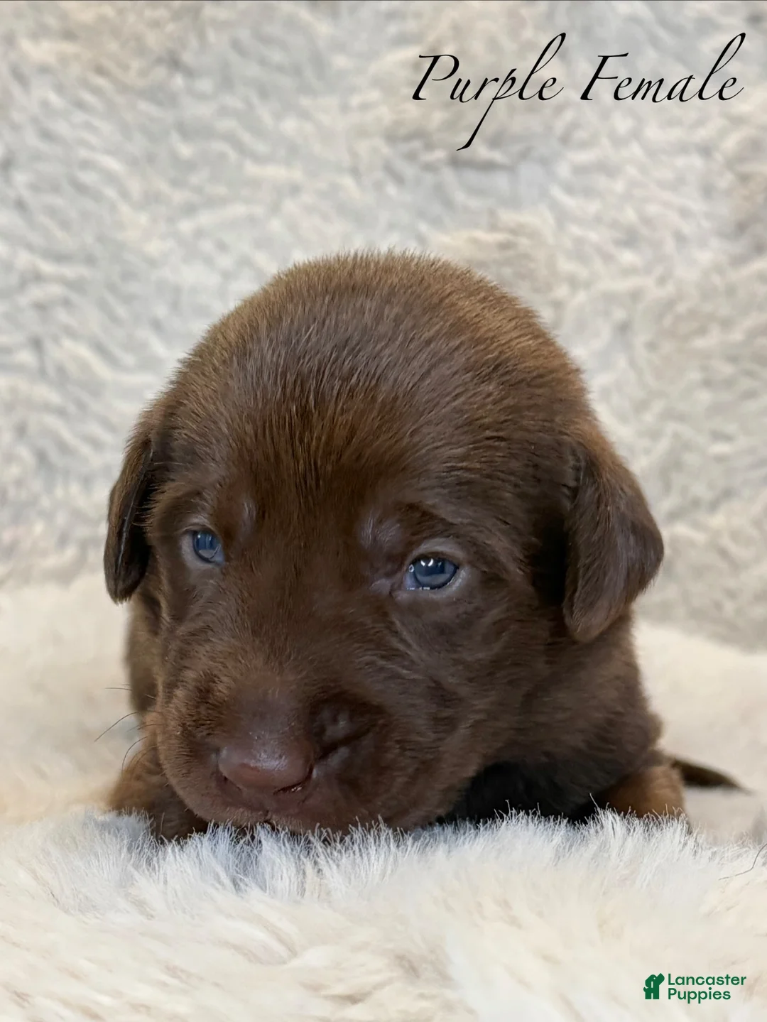 Labrador Retriever dogs for sale: Purple Female - Ad 2