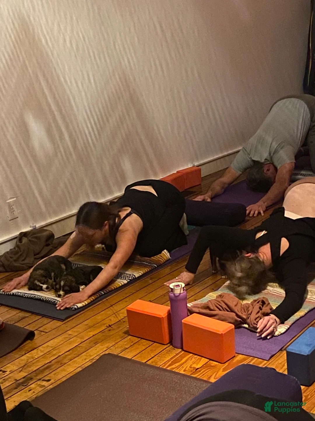 Bernedoodle dogs for sale: Bernedoodle Puppy 4 - Ad 9