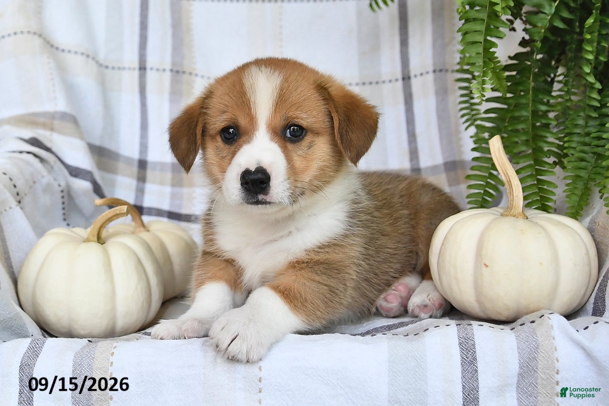 Welsh Corgi Pembroke dogs Jackson - Ad 1