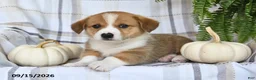 Welsh Corgi Pembroke dogs for sale: Jackson - Ad 1