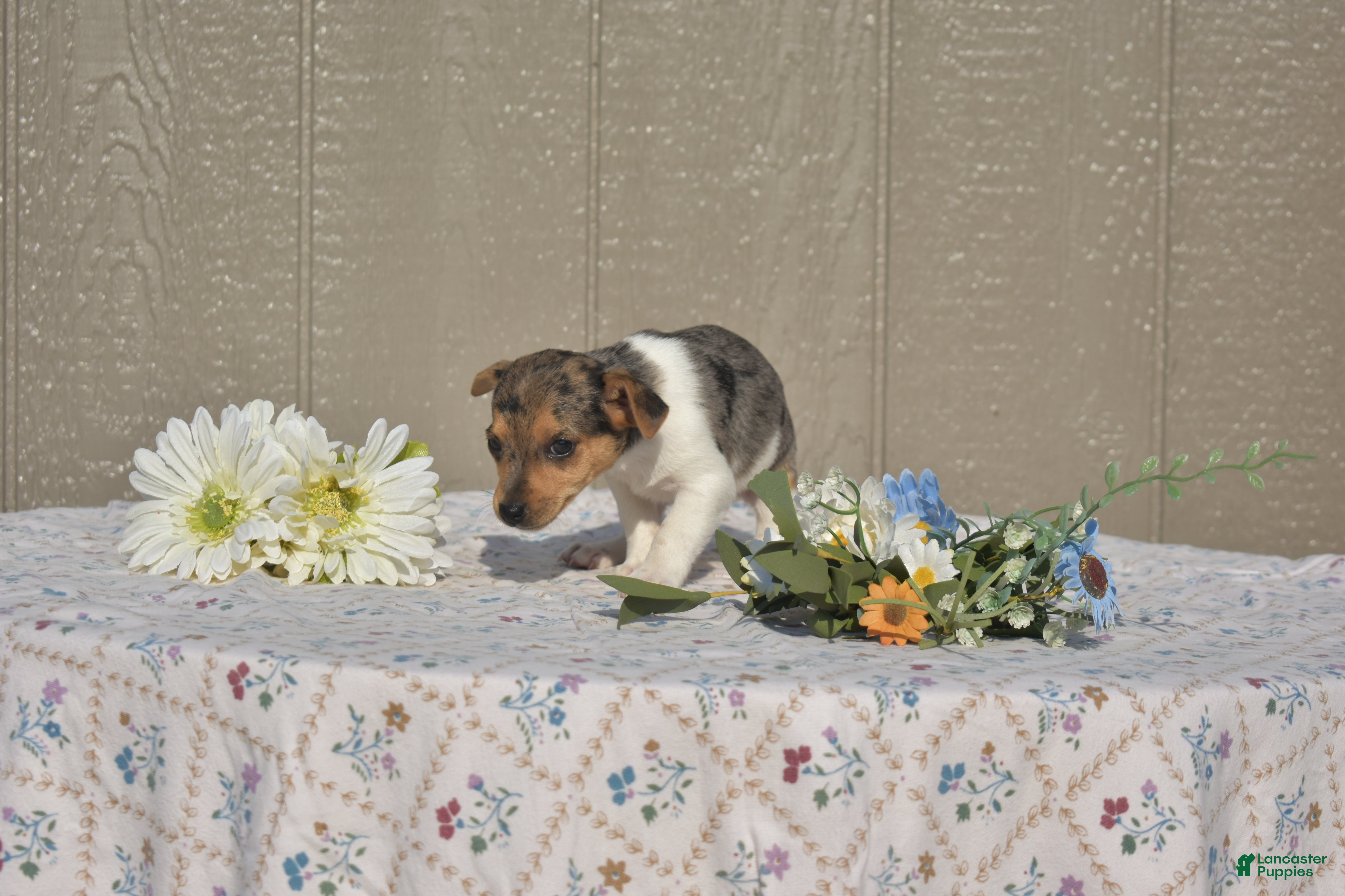 Jack Russell Terrier dogs for sale: Blossom - Ad 2