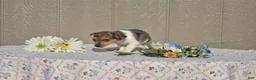 Jack Russell Terrier dogs for sale: Blossom - Ad 1