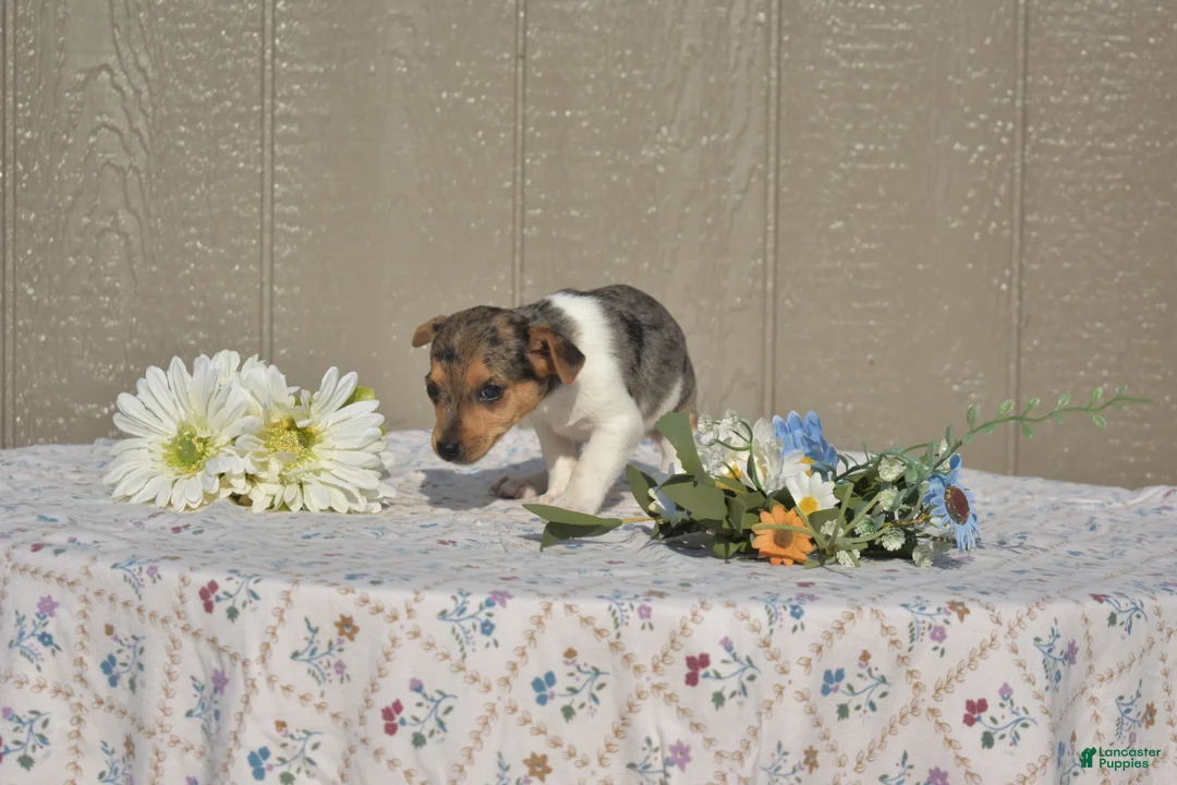 Jack Russell Terrier dogs for sale: Blossom - Ad 1