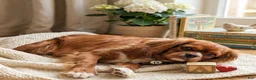 Cavalier King Charles Spaniel dogs for sale: Daisy - Ad 6