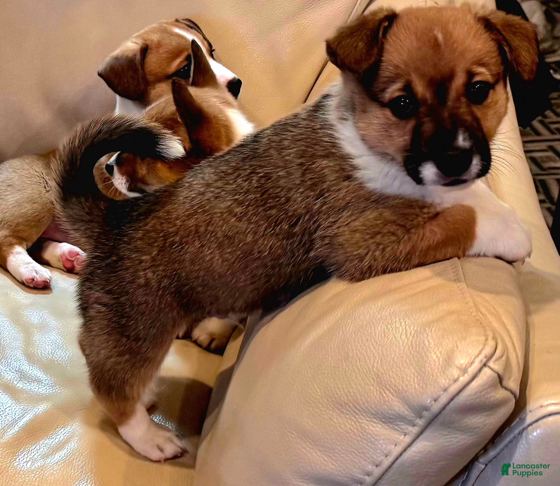 Mixed Breed dogs Rocky Balboa - Ad 10