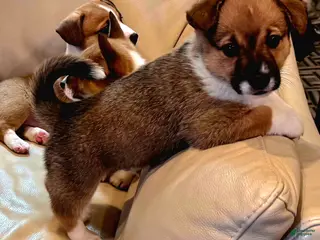 Mixed Breed dogs Rocky Balboa - Ad 10