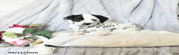 Dalmatian dogs for sale: Millie - Ad 4