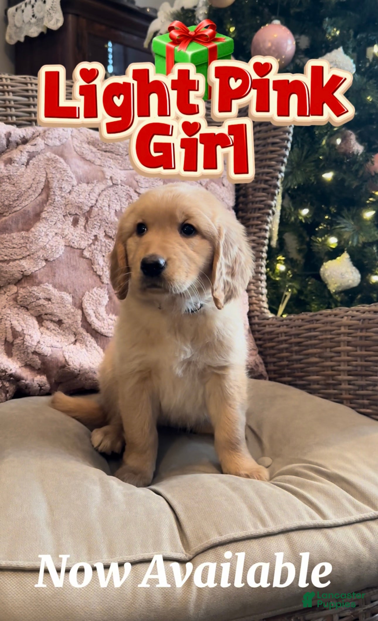 Golden Retriever dogs Golden Retriever Light Pink Girl - Ad 4