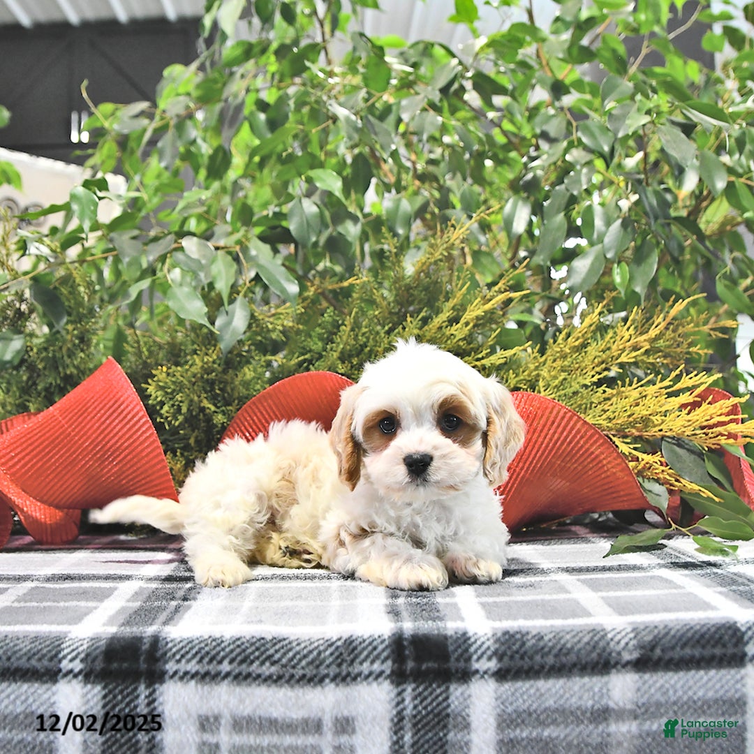Cavapoo dogs for sale: Gracie - Ad 4
