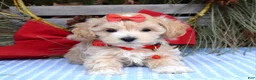 Maltipoo dogs for sale: Missy - Ad 5