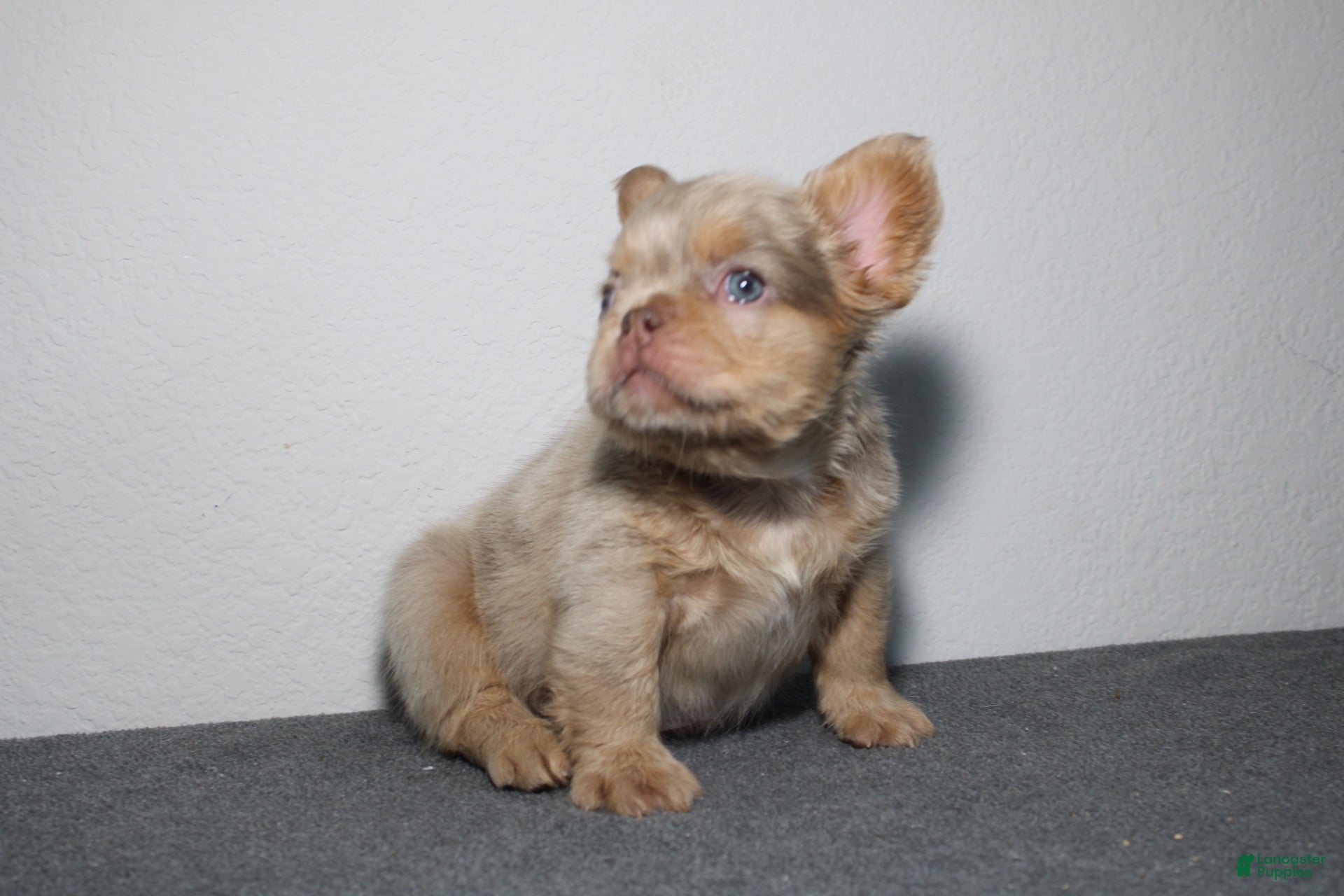 French Bulldog dogs French Bulldog 1 - Ad 2