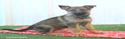 German Shepherd dogs for sale: Havanna - Ad 3