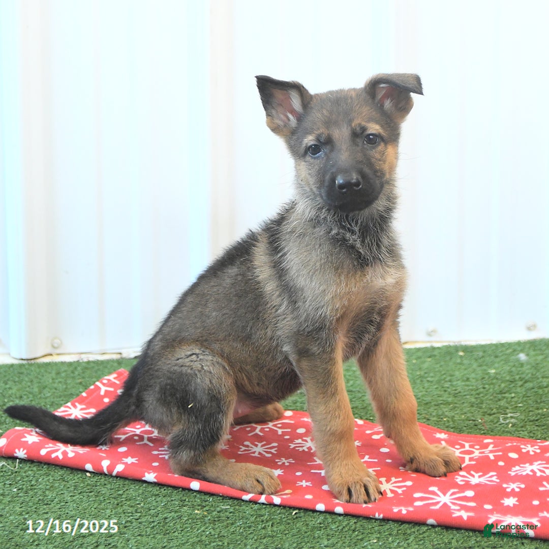German Shepherd dogs for sale: Havanna - Ad 3