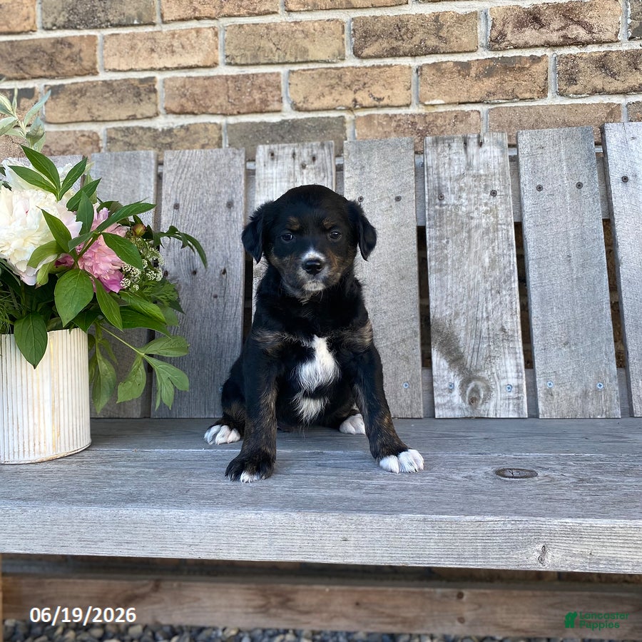 Mixed Breed dogs Eden - Ad 1