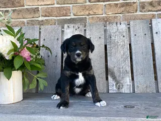 Mixed Breed dogs for sale: Eden - Ad 1