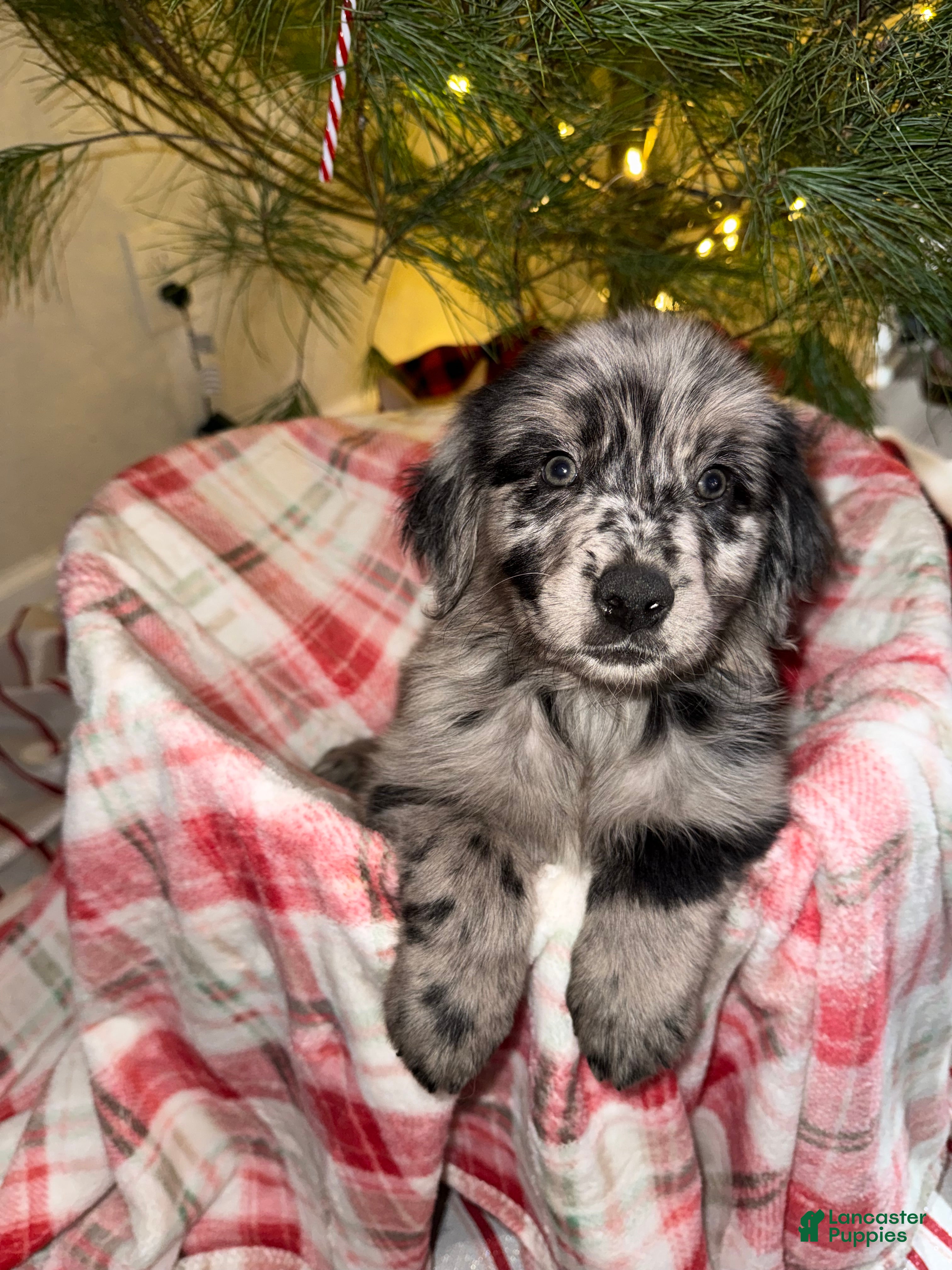 Mixed Breed dogs for sale: Brownie - Ad 1