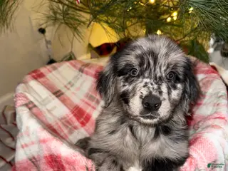 Mixed Breed dogs Brownie - Ad 32