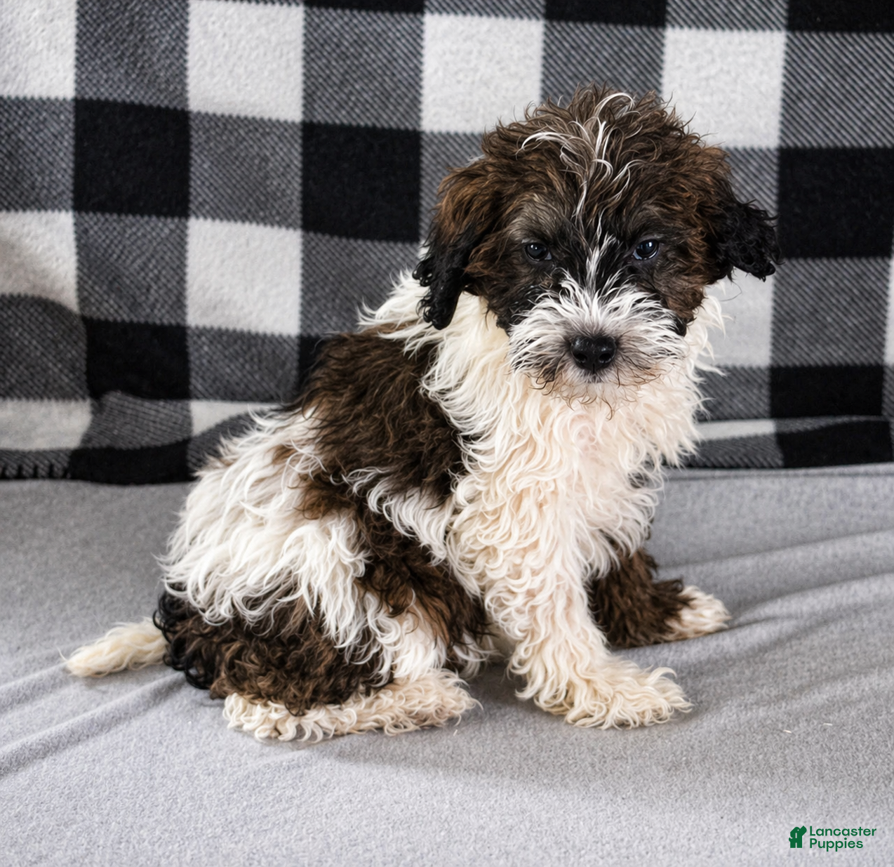 Mixed Breed dogs Bentley - Ad 1