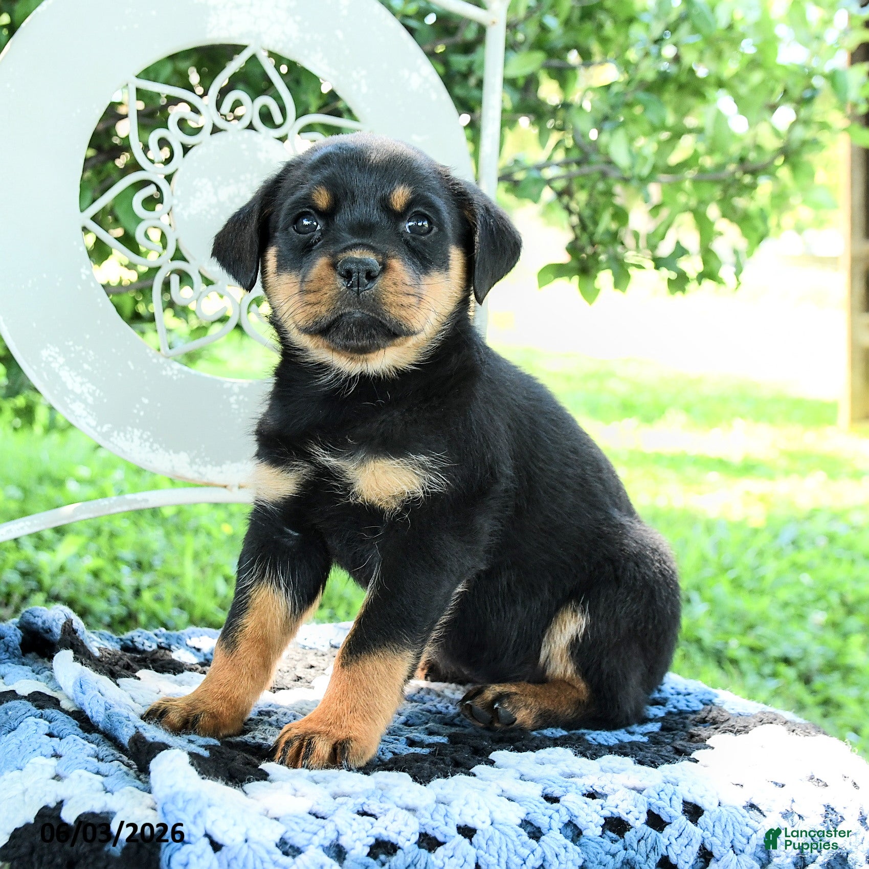 Rottweiler dogs for sale: Jenna - Ad 2