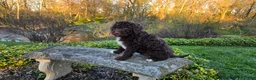 Portuguese Water Dog dogs for sale: Fritz - Ad 10