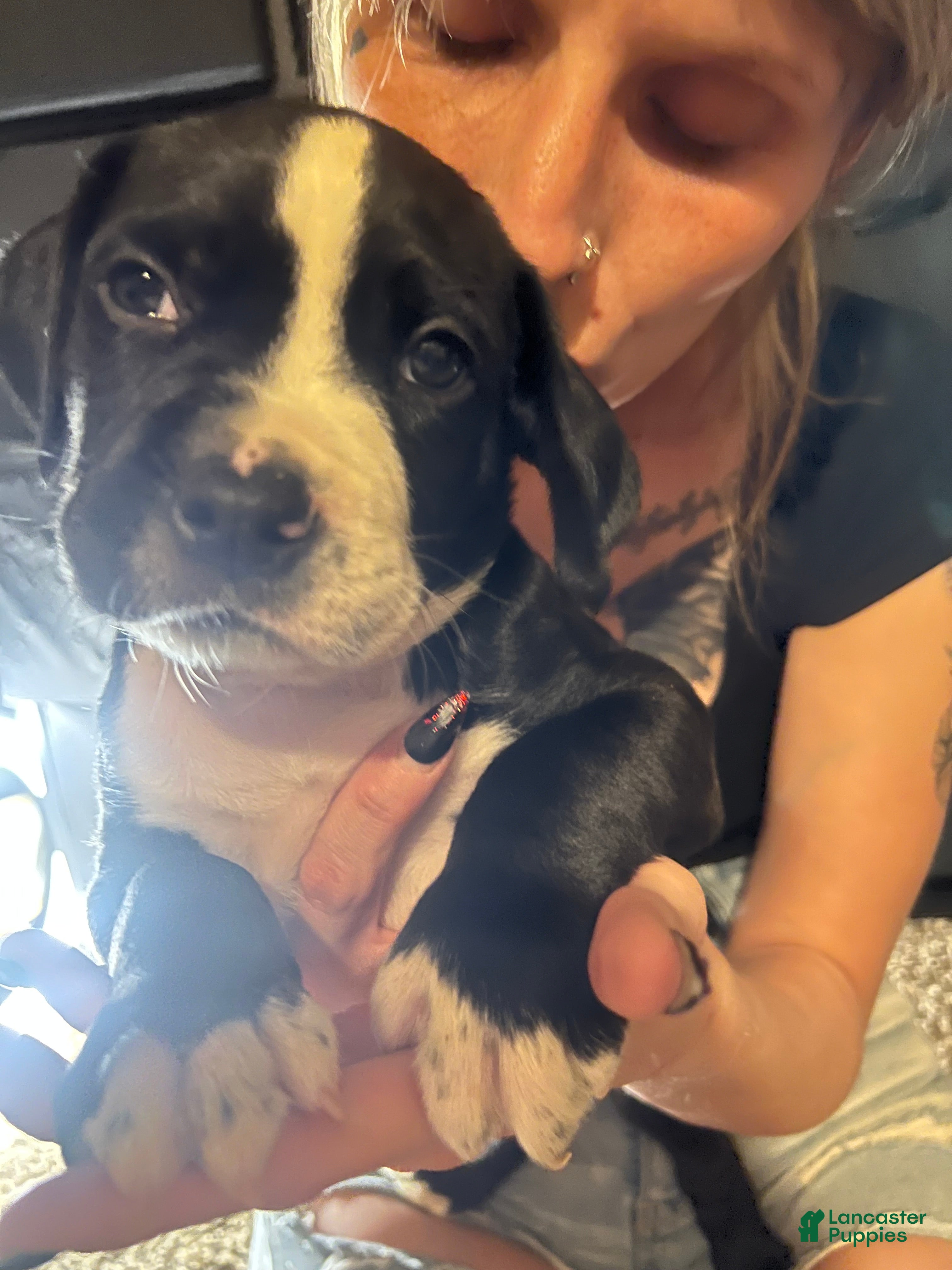 Mixed Breed dogs Mixed Breed 3 - Ad 9