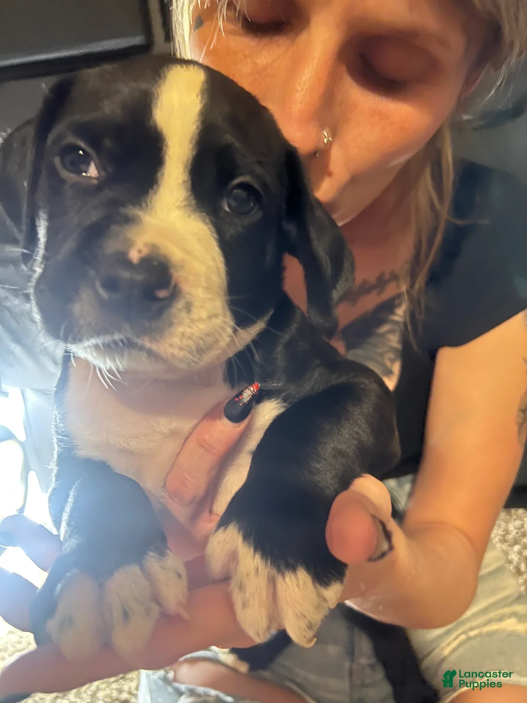 Mixed Breed dogs for sale: Mixed Breed 3 - Ad 1