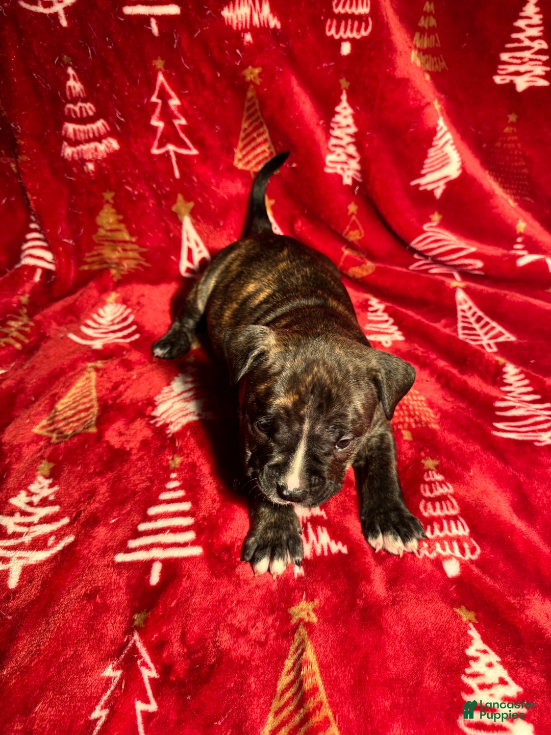 American Bully dogs for sale: American Bully Puppy 9 - Ad 4