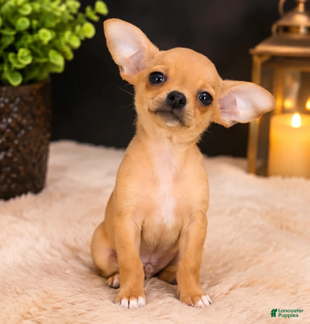 Chihuahua dogs for sale: Hitch - Ad 1