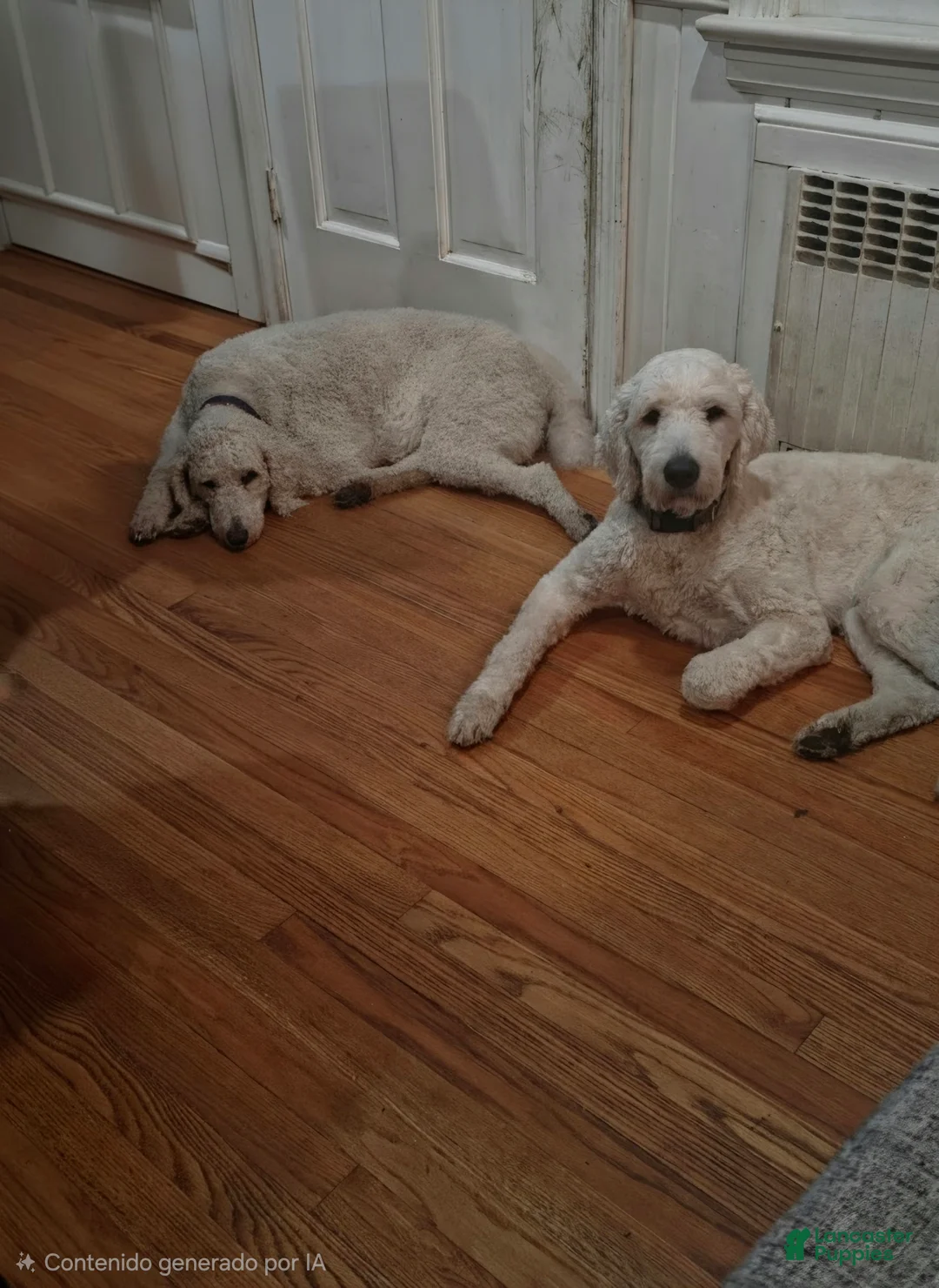 Goldendoodle dogs for sale: poodle luna(mom) - Ad 1
