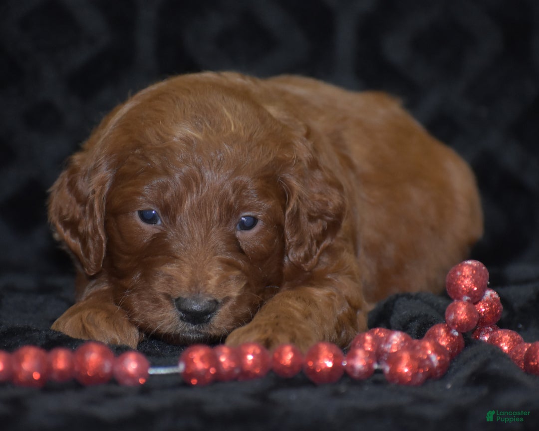 Mini Goldendoodle dogs for sale: Glory - Ad 7
