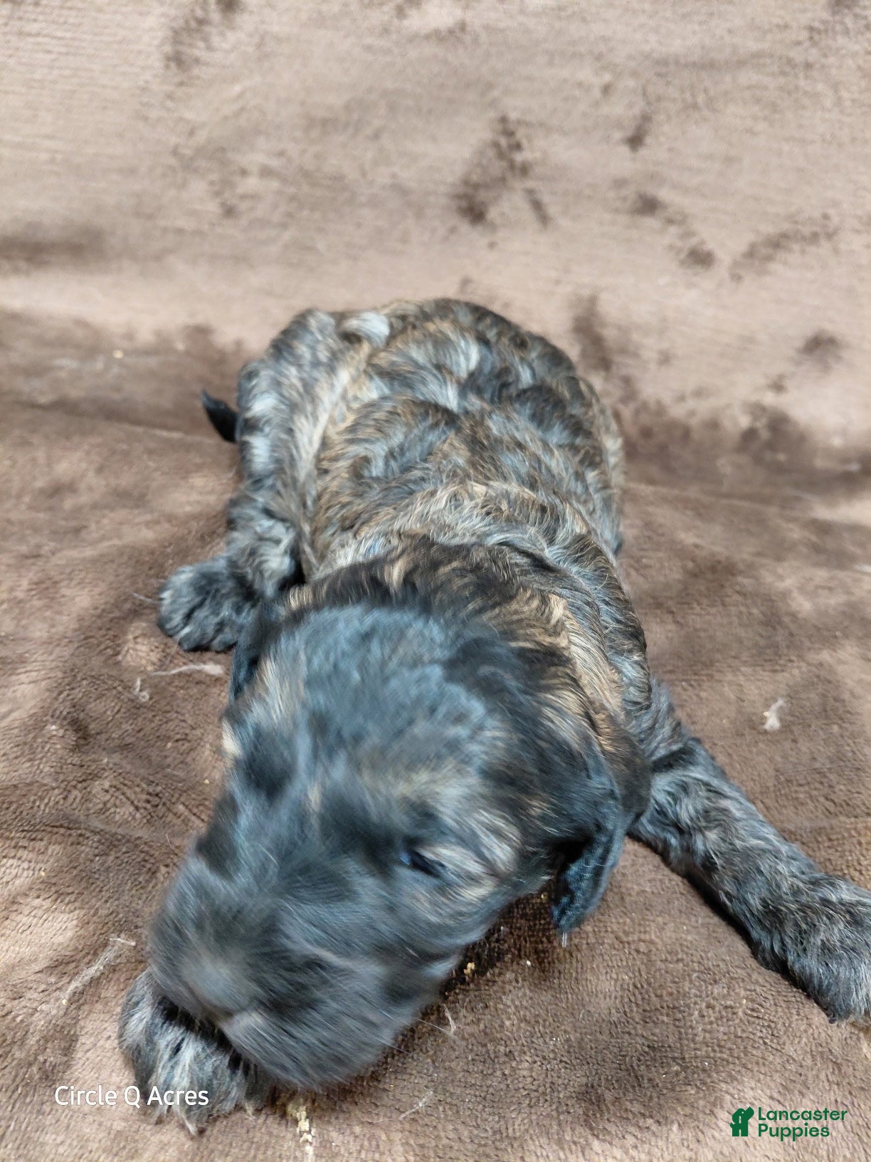 Mini Goldendoodle dogs Mini Goldendoodle Puppy 1 - Ad 1