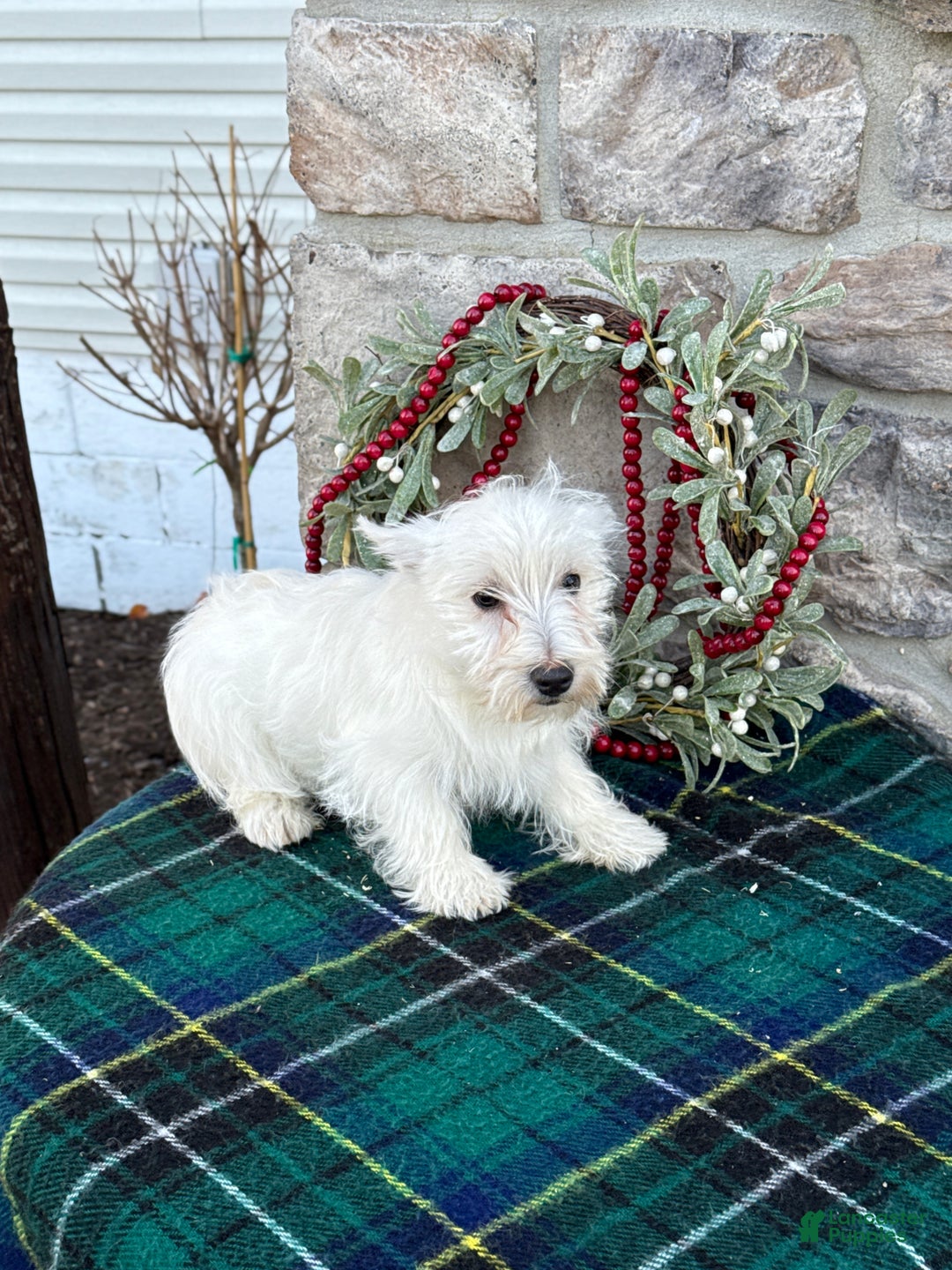 West Highland Terrier dogs for sale: Fancy - Ad 7