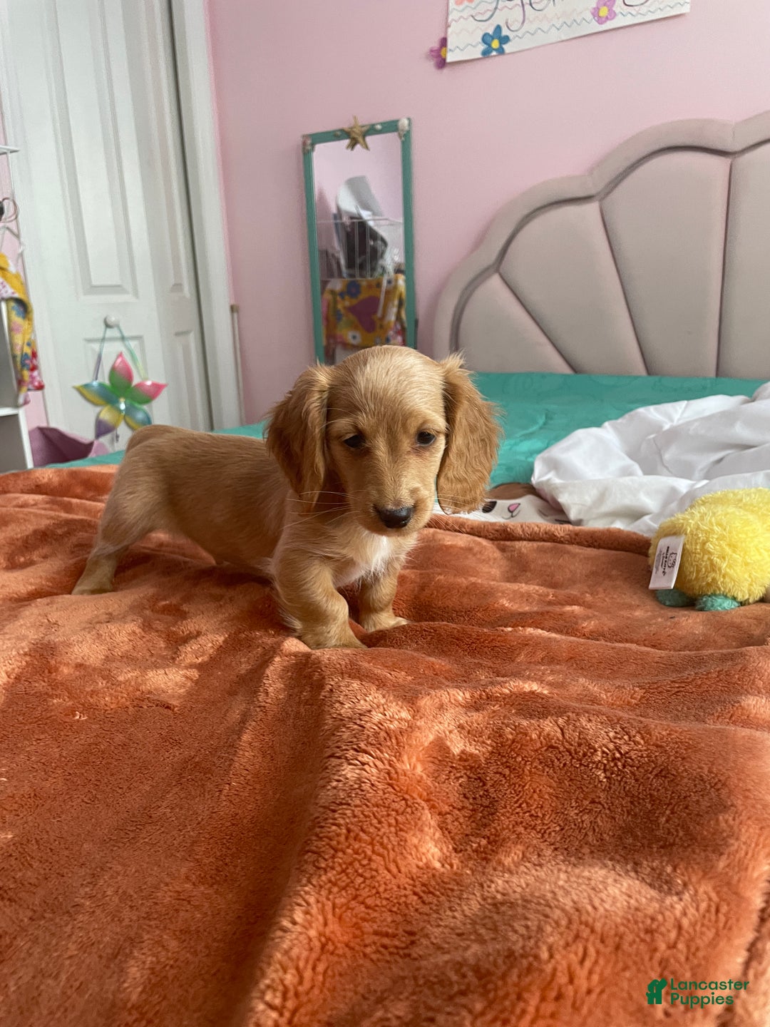Miniature Dachshund dogs for sale: Debbie  - Ad 3