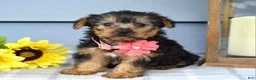 Yorkshire Terrier dogs for sale: Abby - Ad 7