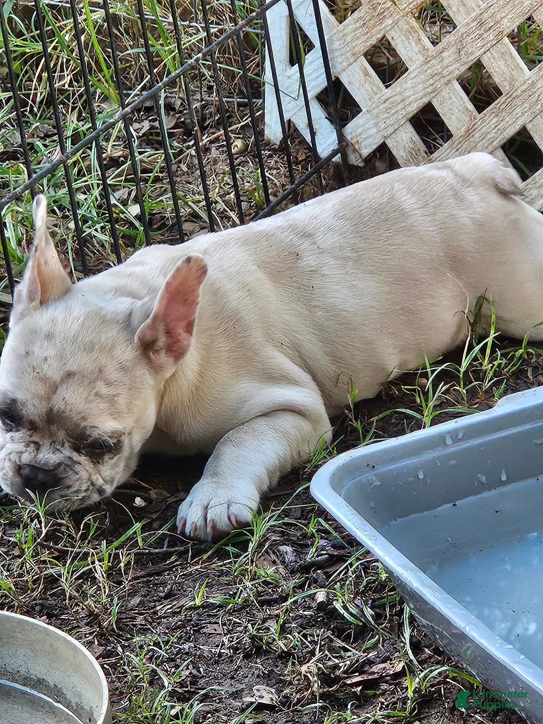 French Bulldog dogs for sale: French Bulldog 4 - Ad 2
