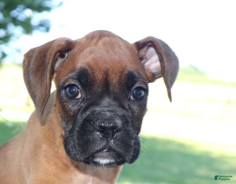 Boxer dogs Macy-  Champion lines - Ad 1