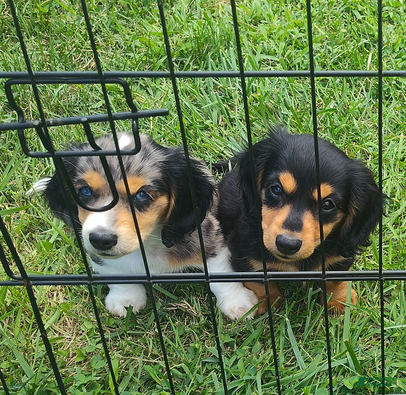 Miniature Dachshund dogs Forest - Ad 21
