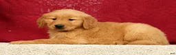 Golden Retriever dogs for sale: Rhyss - Ad 4