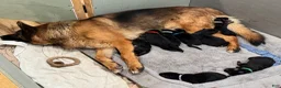 German Shepherd dogs for sale: German Shepherd Puppy 7 - Ad 4