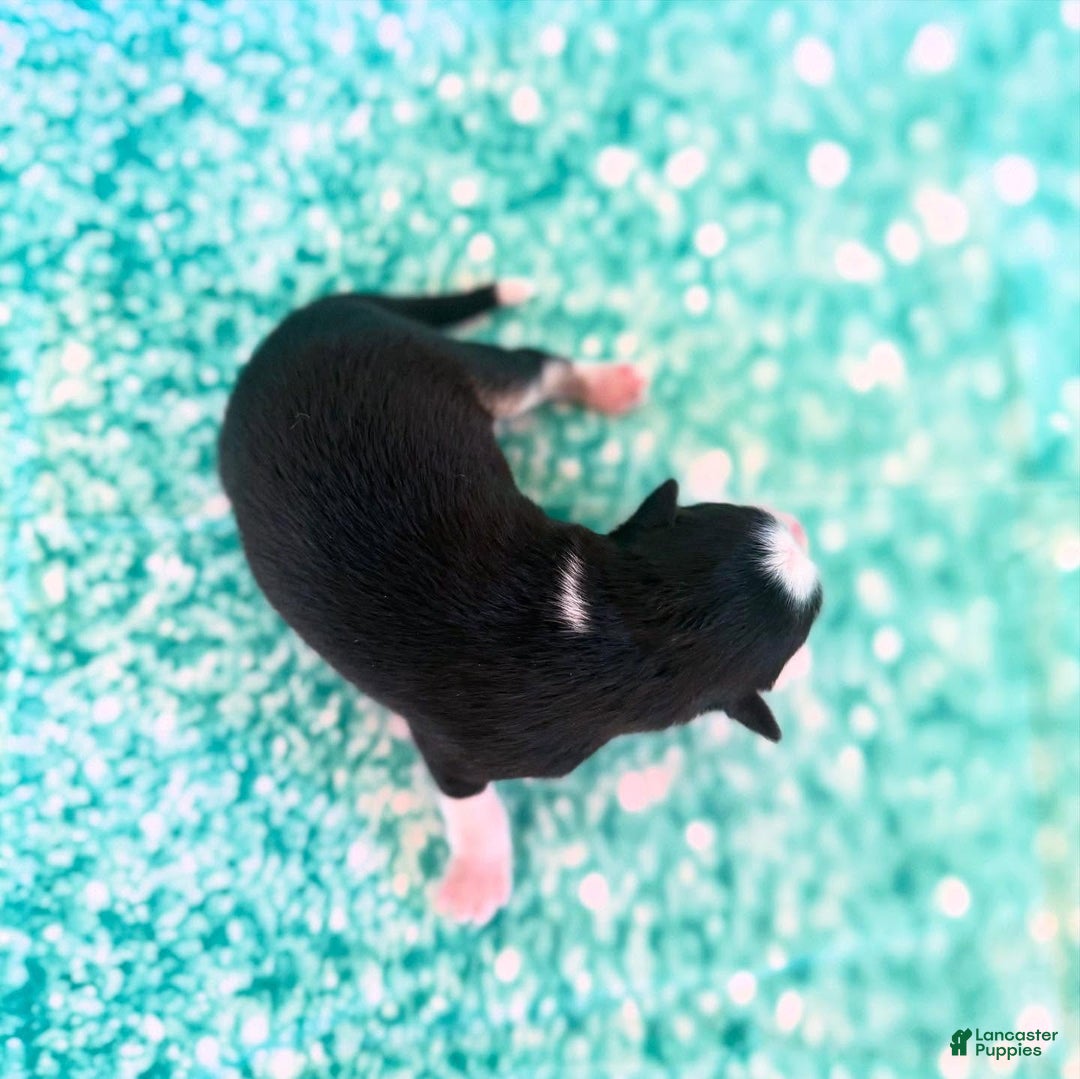 Pomsky dogs for sale: Zephyr - Ad 9