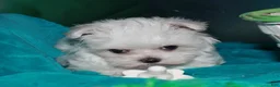Maltese dogs for sale: Fannie - Ad 19