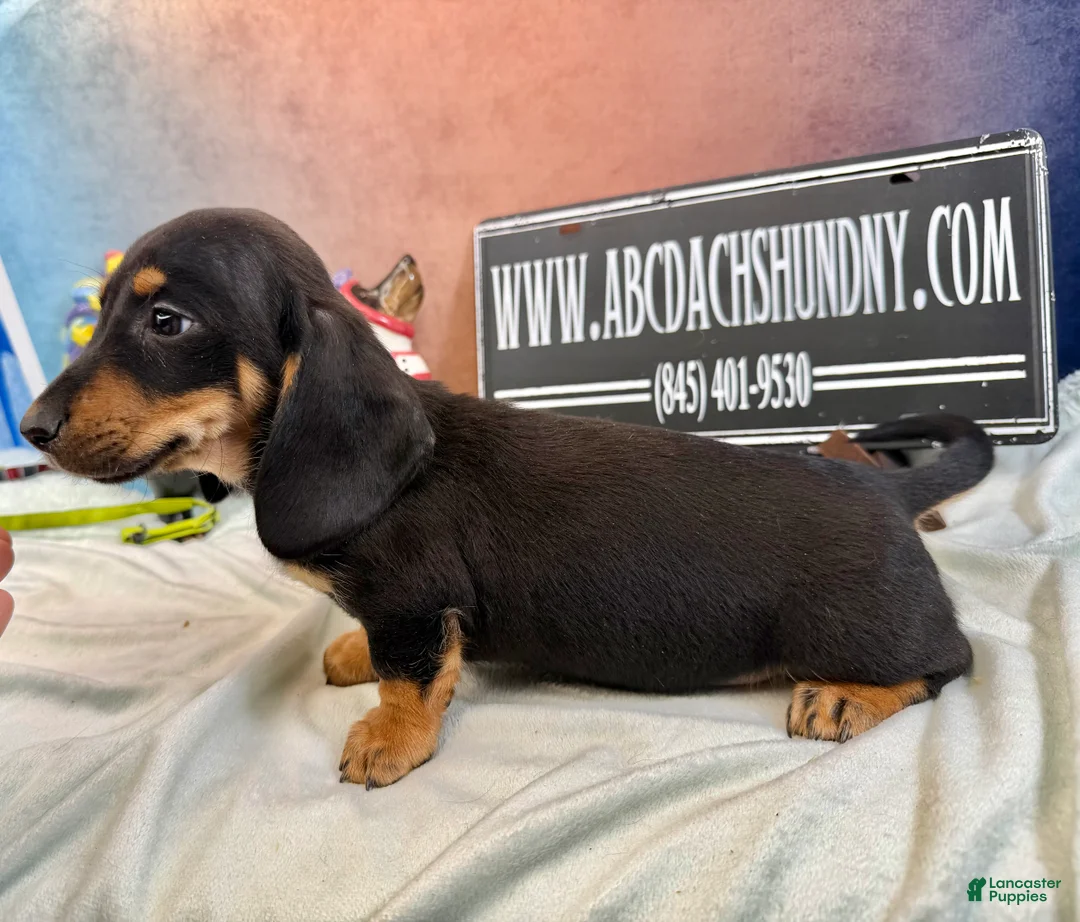 Miniature Dachshund dogs for sale: AKC import smooth - Ad 2