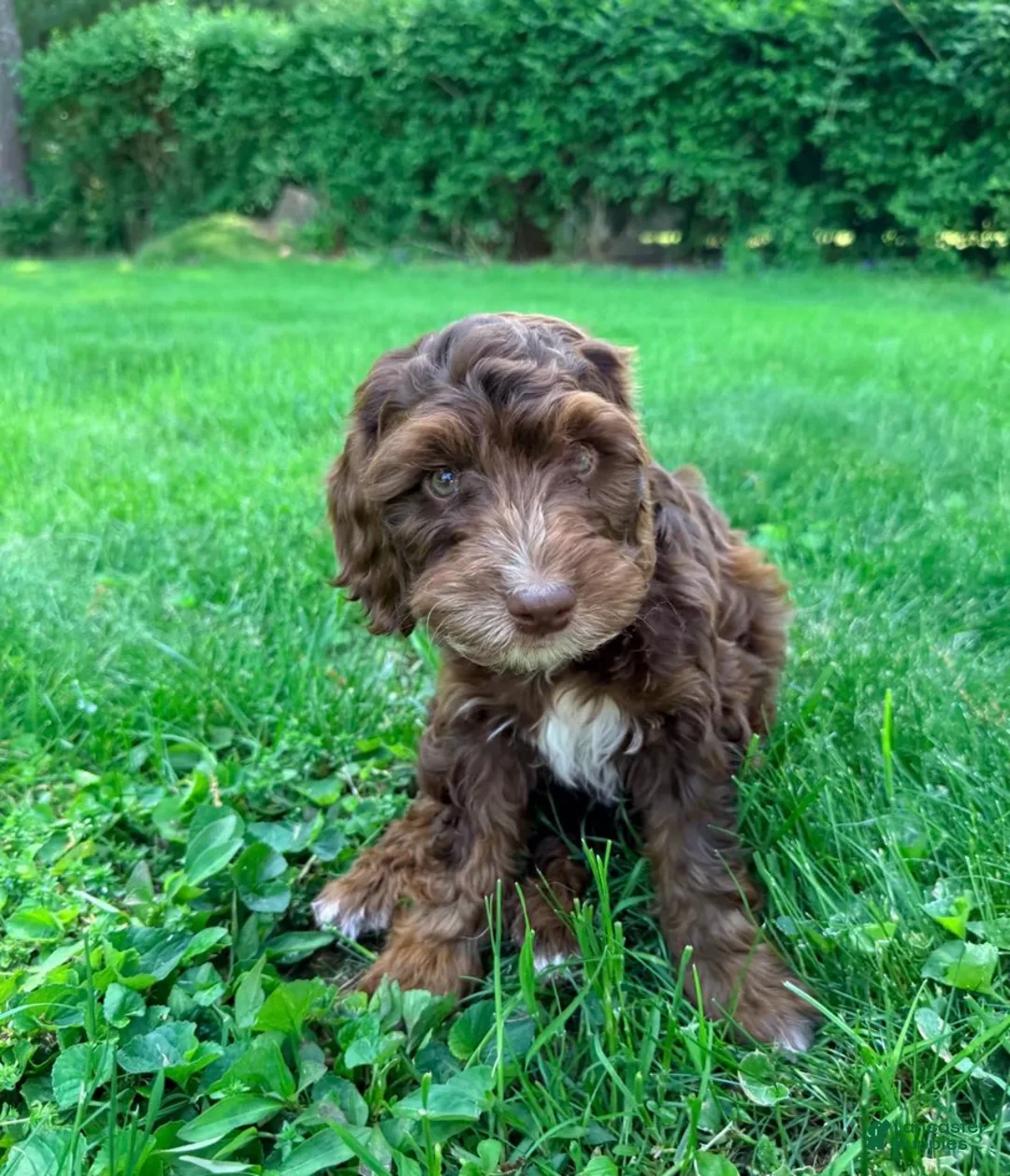 Mixed Breed dogs for sale: Austin Male - Ad 4