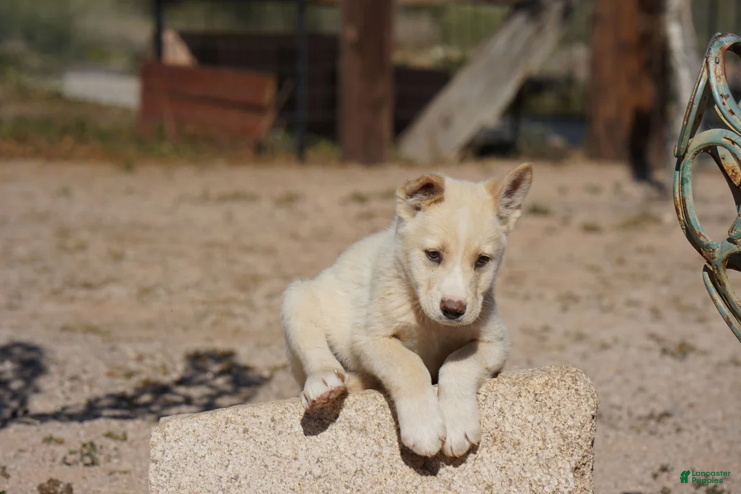 Mixed Breed dogs for sale: Toes M Cream - Ad 17