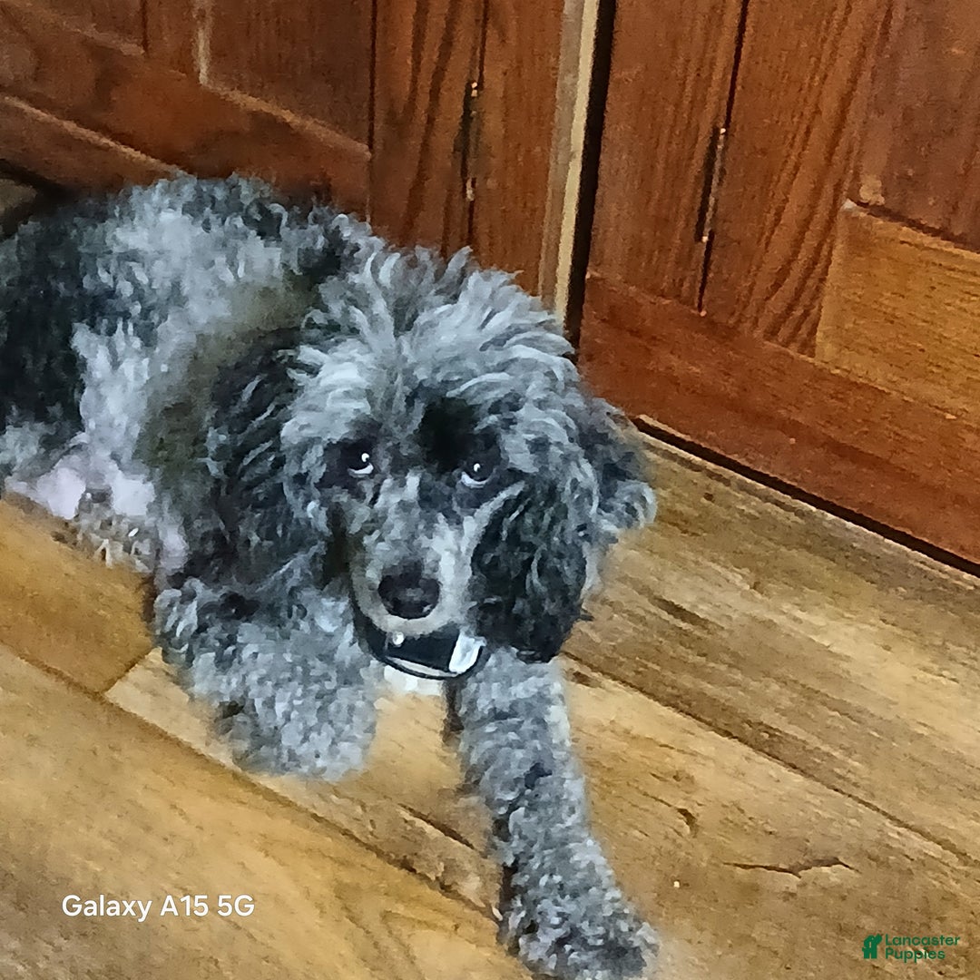 Toy Poodle dogs for sale: Toy Poodle Puppy 3 Logan  - Ad 2