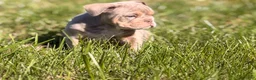 English Bulldog dogs for sale: English Bulldog 1 - Ad 4