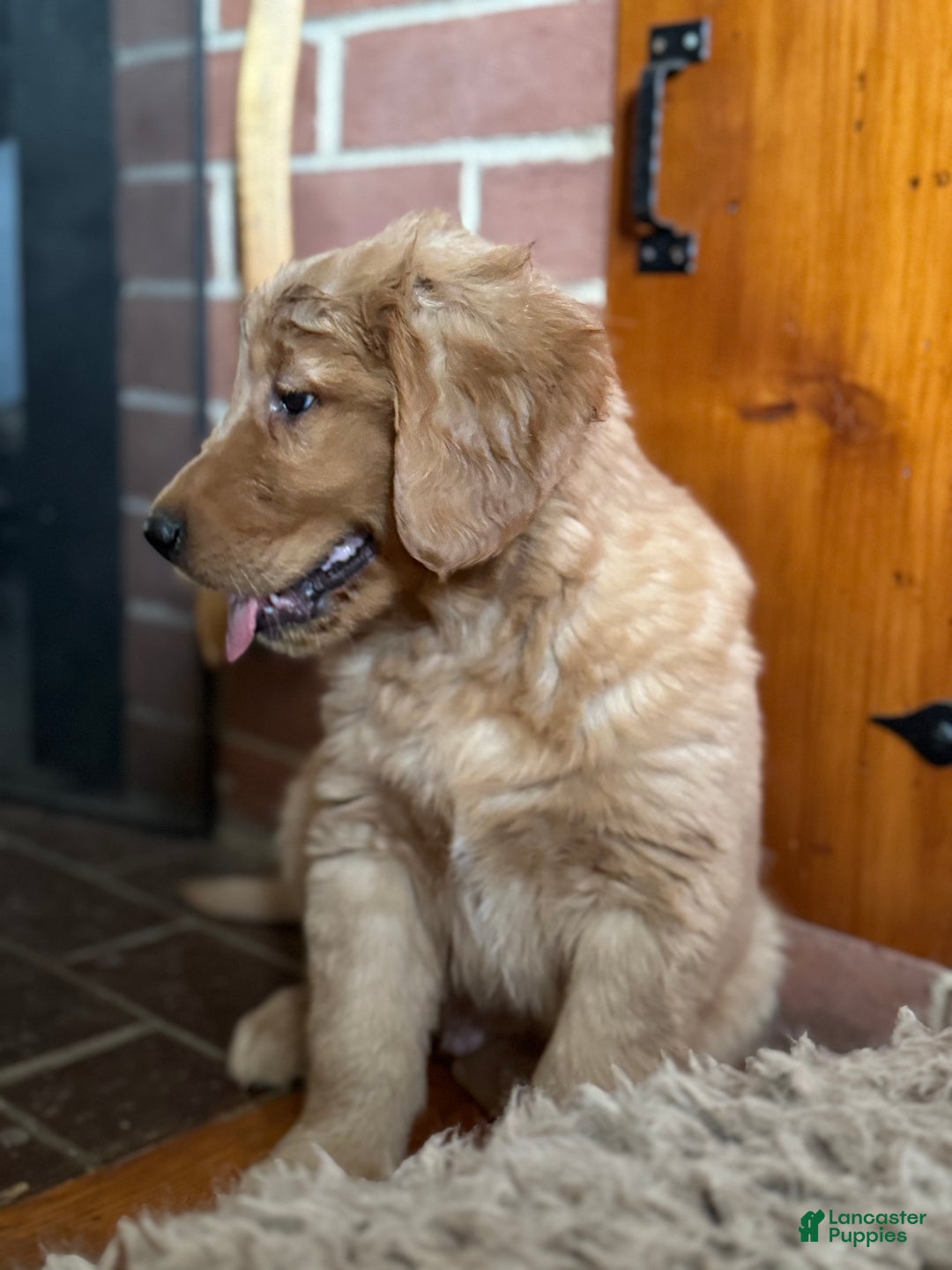 Golden Retriever dogs for sale: Cider - Ad 4