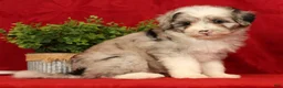 Mini Sheepadoodle dogs for sale: Diesel - Ad 5