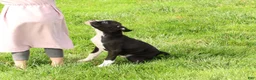 Boxer dogs for sale: Chloe - Ad 6