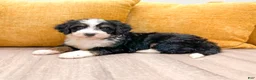 Mini Bernedoodle dogs for sale: Buddy - Ad 3